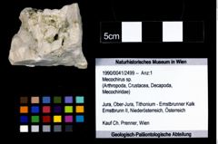 Foto (Objekt + Etikett) von Mecochirus sp.  (NHMW-GEO-1990-0041-2499)
